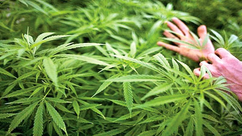 Sri Lanka Cabinet Greenlights Medicinal Cannabis Cultivation for Export