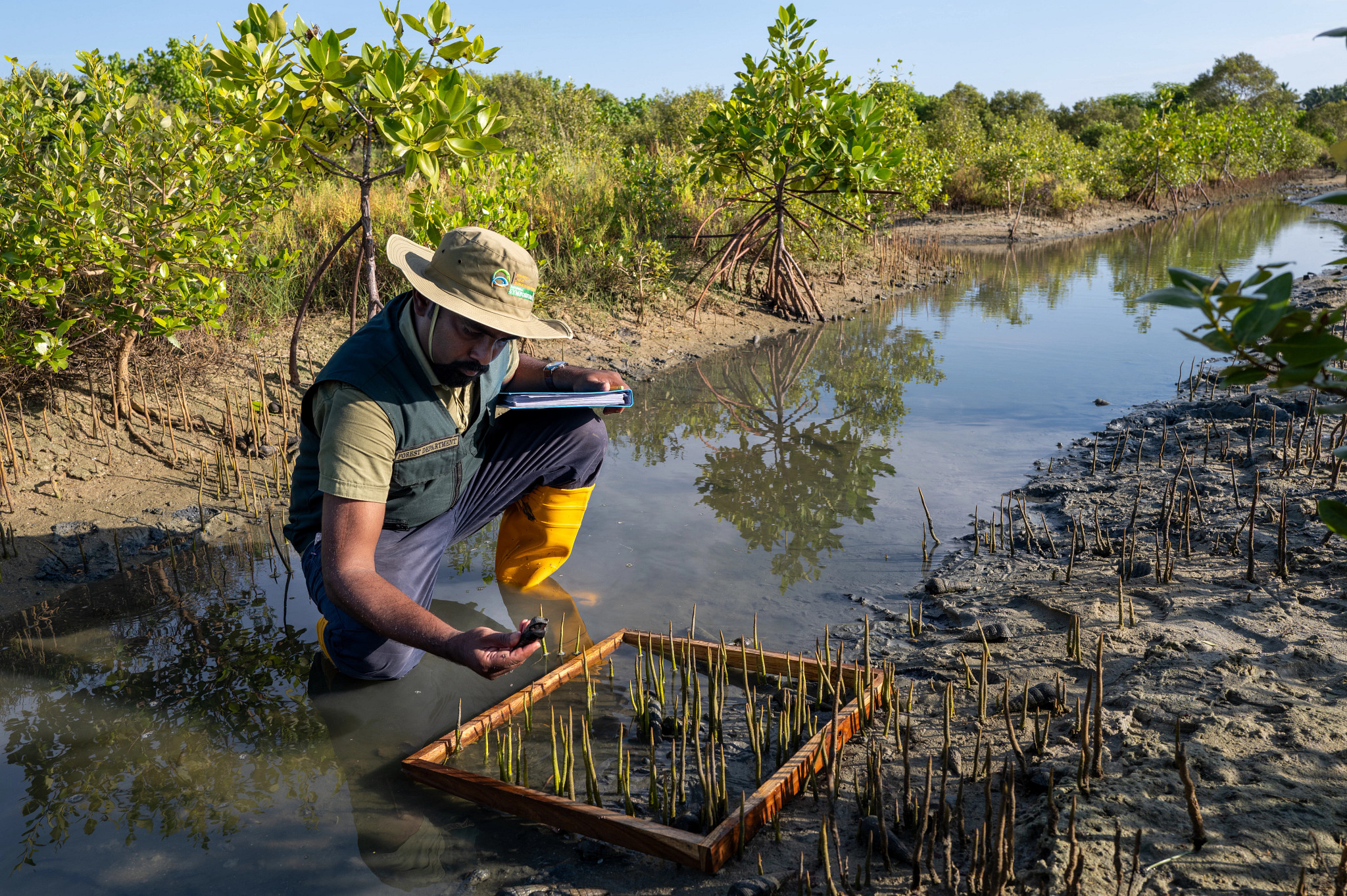 Sri Lankan initiative to expand its mangrove forests by over 50% recognized as one of seven UN World Restoration Flagships