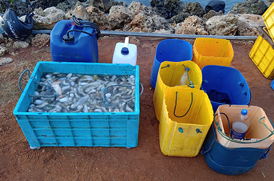 Navy apprehends 19 persons for illegal harvesting of sea cucumber in Mannar seas 